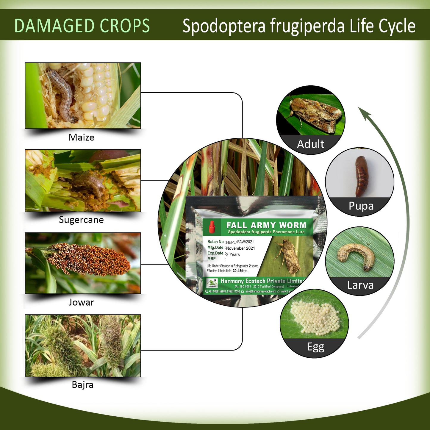 Spodoptera frugiperda Pheromone Lure + Funnel Trap