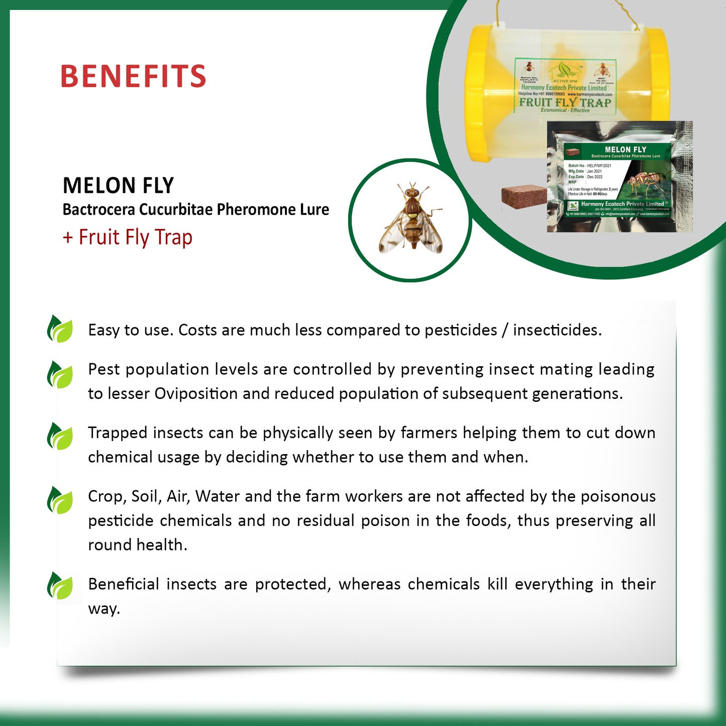 Bactrocera cucurbitae Pheromone Lure + Fruit Fly Trap
