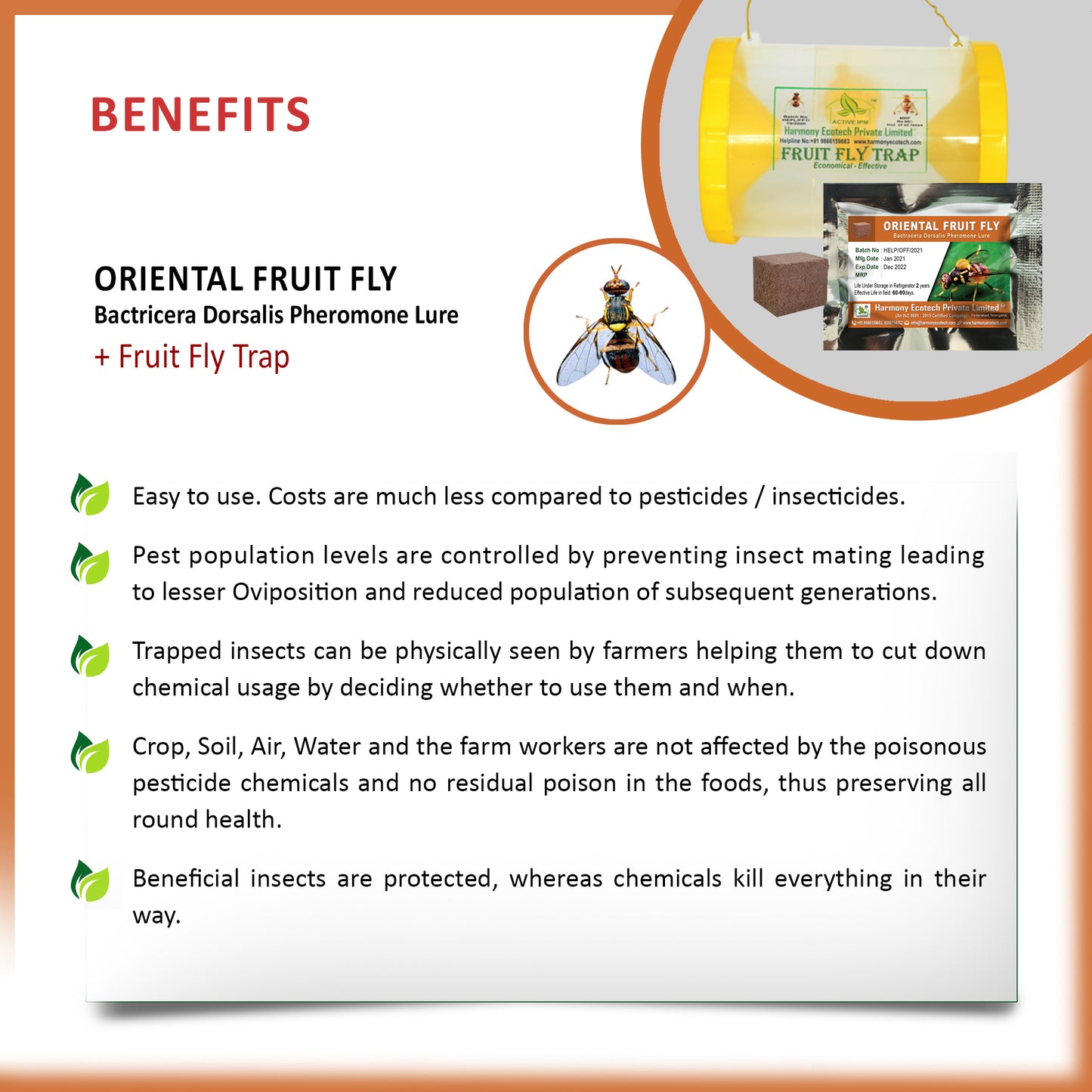 Bactrocera dorsalis Pheromone Lure + Fruit Fly Trap