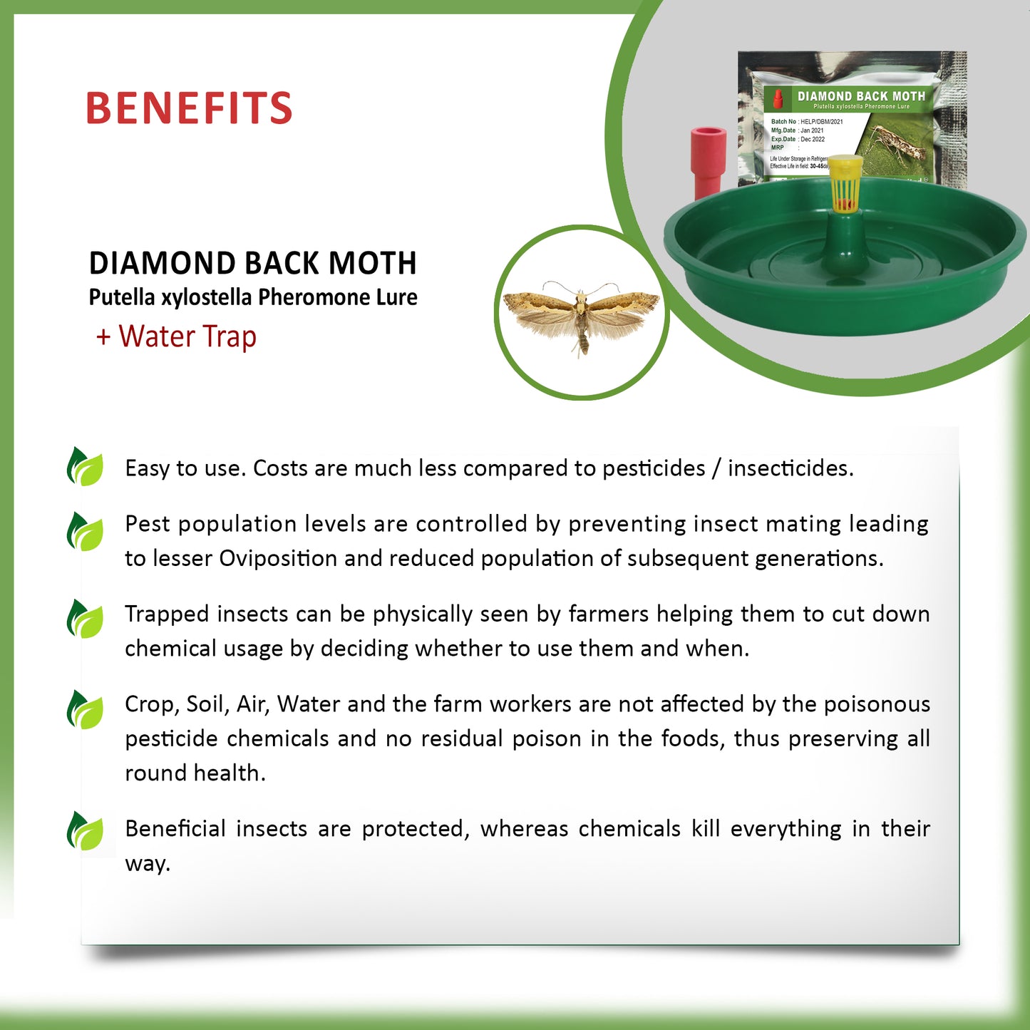 Plutella xylostella Pheromone Lure + Water Trap