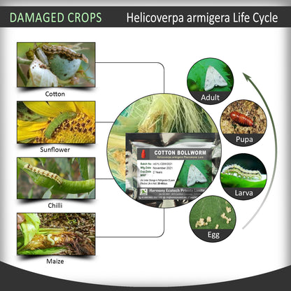 Helicoverpa armigera Pheromone Lure + Funnel Trap