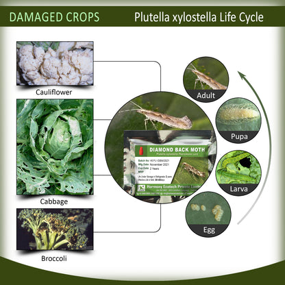 Plutella xylostella Pheromone Lure + Water Trap