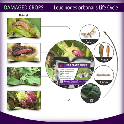 Leucinodes orbonalis Pheromone Lure + Water Trap