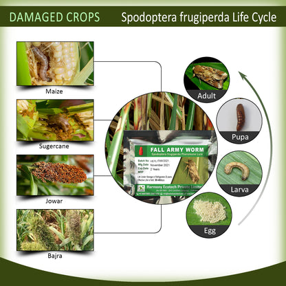 Spodoptera frugiperda Pheromone Lure + Funnel Trap
