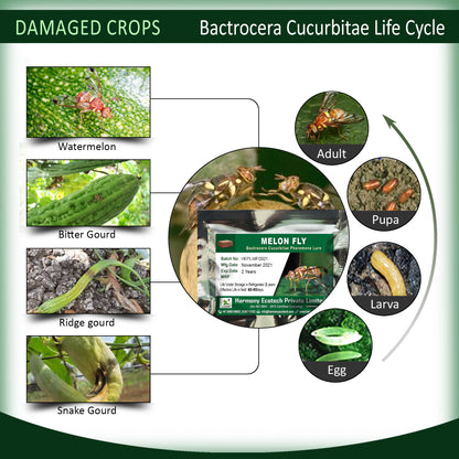 Bactrocera cucurbitae Pheromone Lure + Fruit Fly Trap