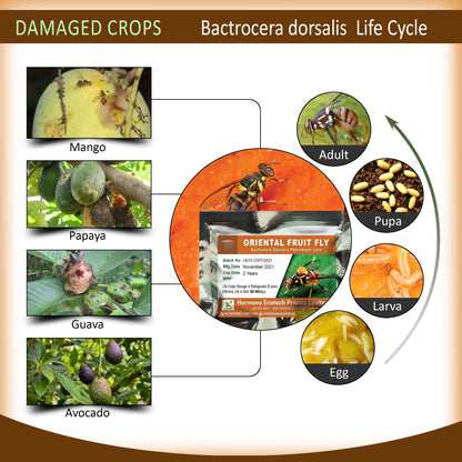 Bactrocera dorsalis Pheromone Lure + Fruit Fly Trap