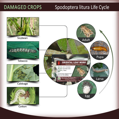 Spodoptera litura Pheromone Lure + Funnel Trap
