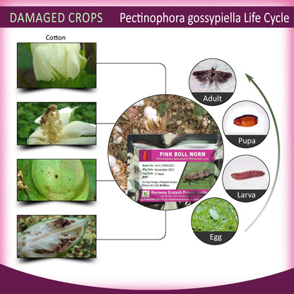 Pectinophora gossypiella Pheromone Lure + Funnel Trap