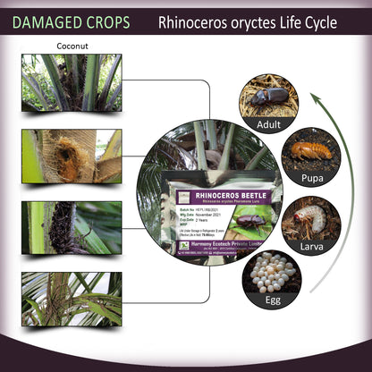 Oryctes rhinoceros Pheromone Lure + Palm Trap
