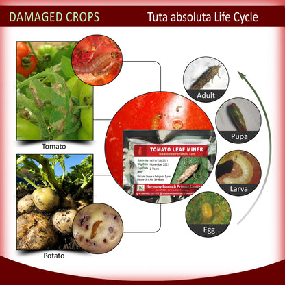 Tuta absoluta Pheromone Lure + Water Trap