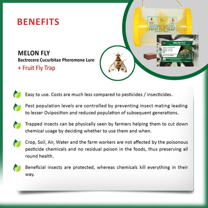 Bactrocera cucurbitae Pheromone Lure + Fruit Fly Trap