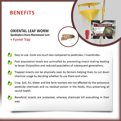 Spodoptera litura Pheromone Lure + Funnel Trap