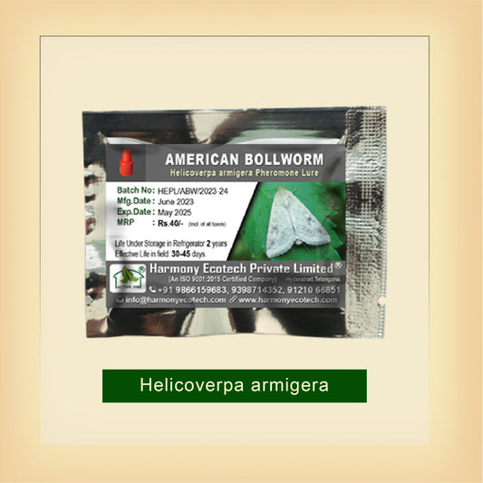 American Bollworm