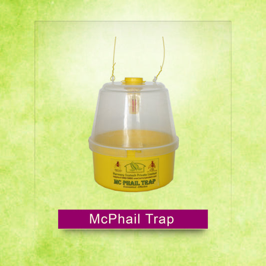 McPhail Trap