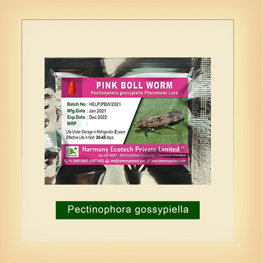 Pink Boll Worm