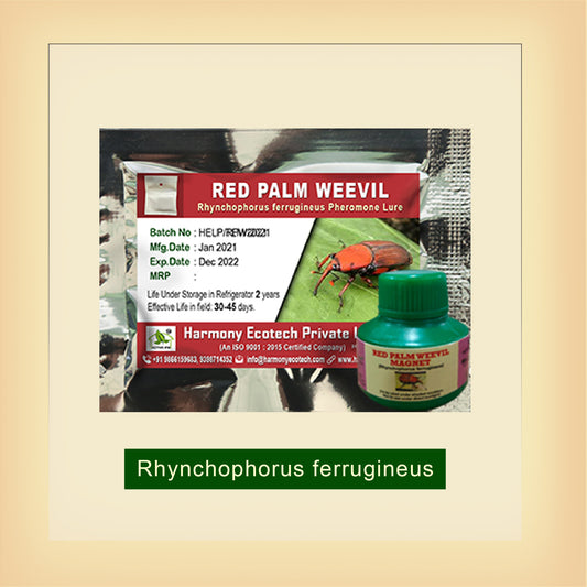 Red Palm Weevil + Magnet