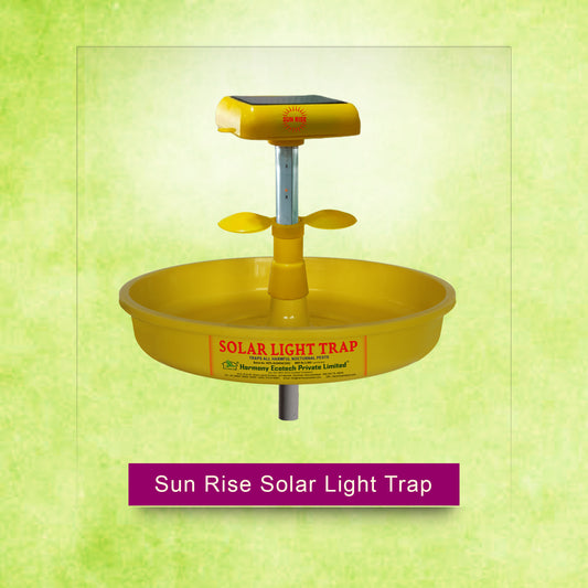 Sun Rise Solar Light Trap
