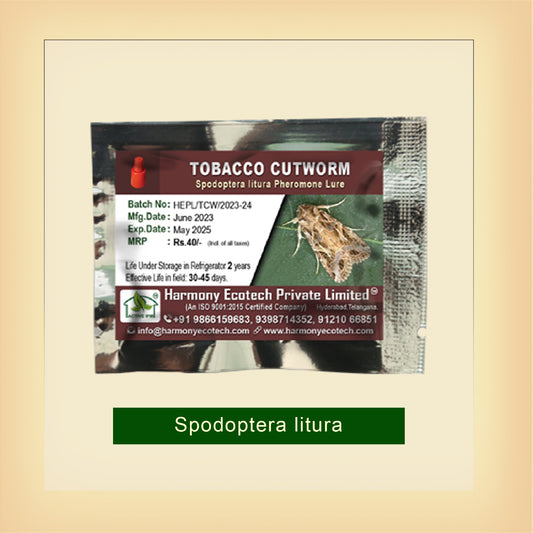 Tobacco Cutworm