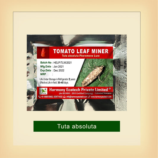 Tomato Leafminer